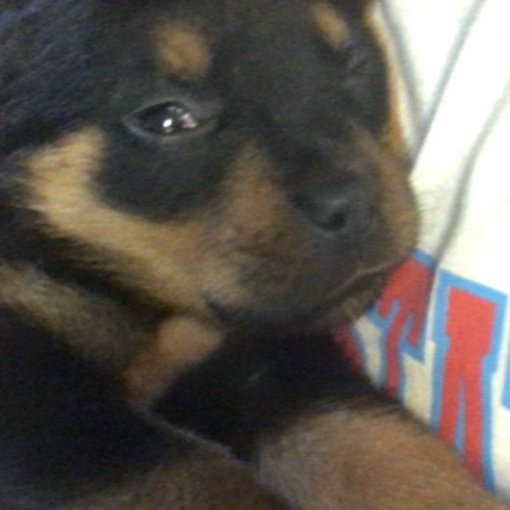 Meet your Posher, Odrie